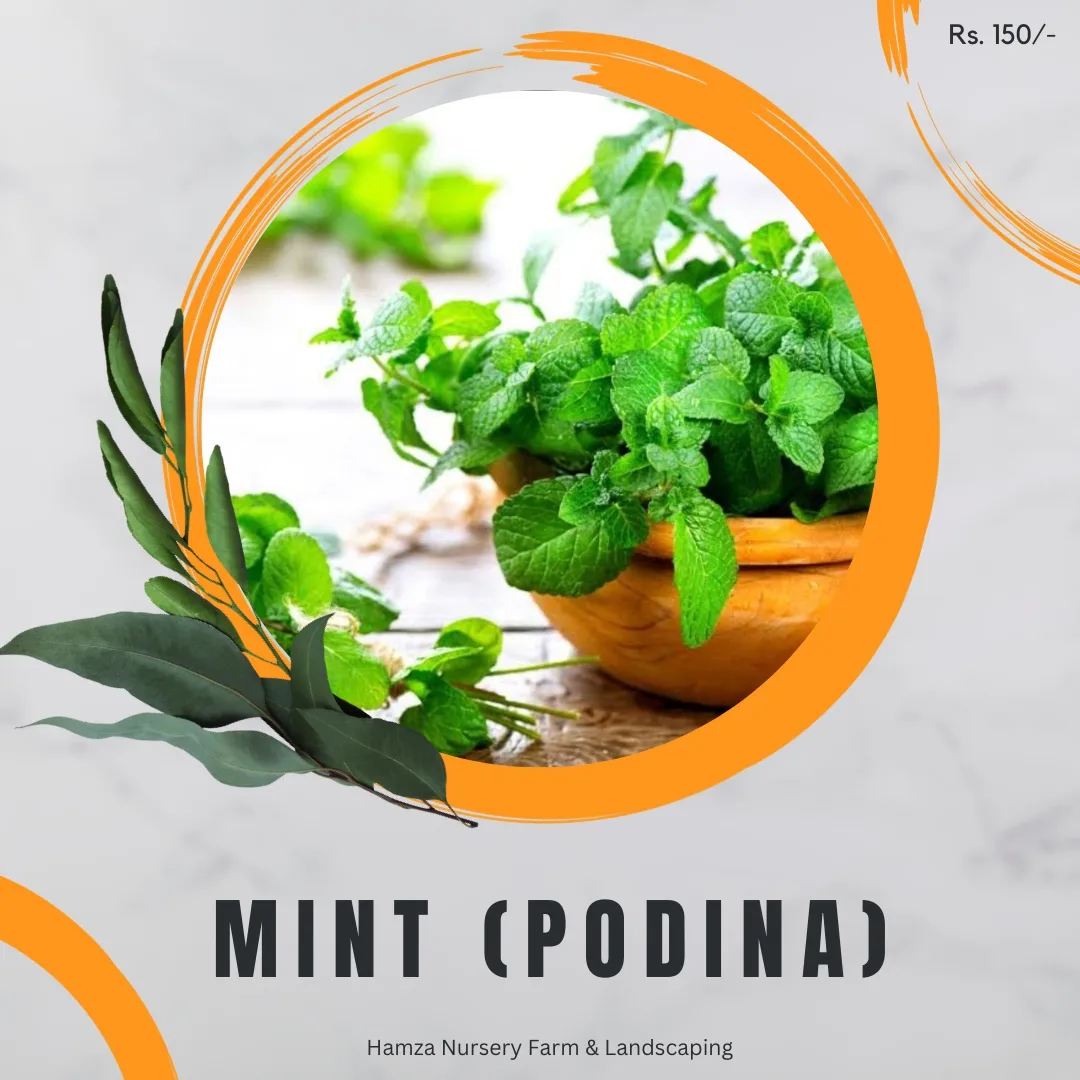 Mint (Podina)