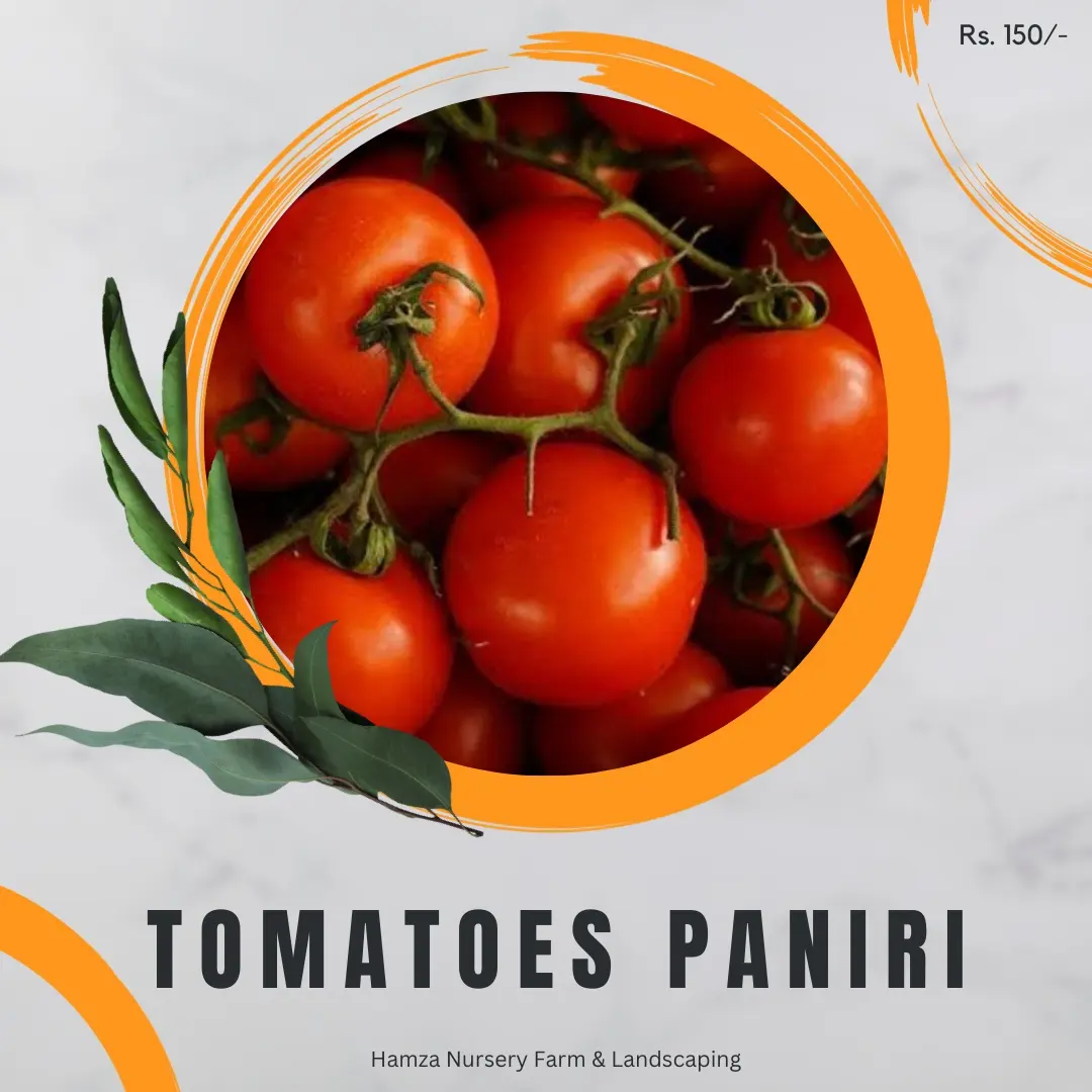 Tomato Paniri