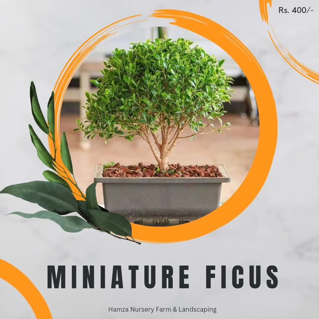 Miniature Ficus