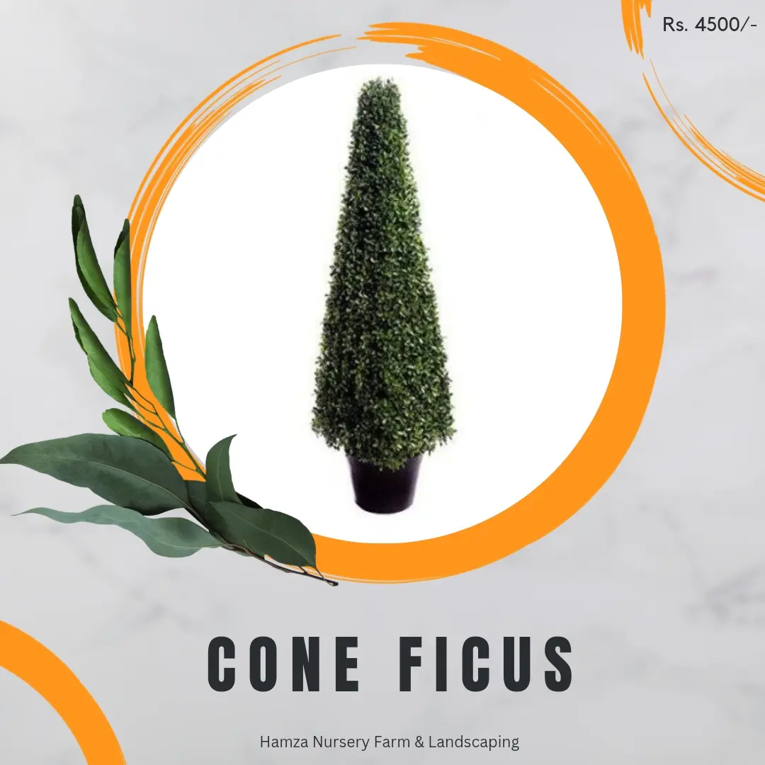 Cone Ficus