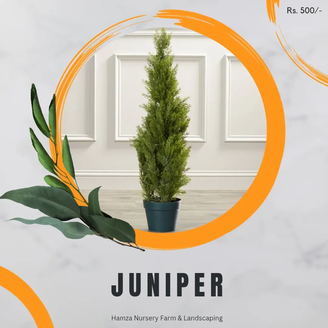 Juniper