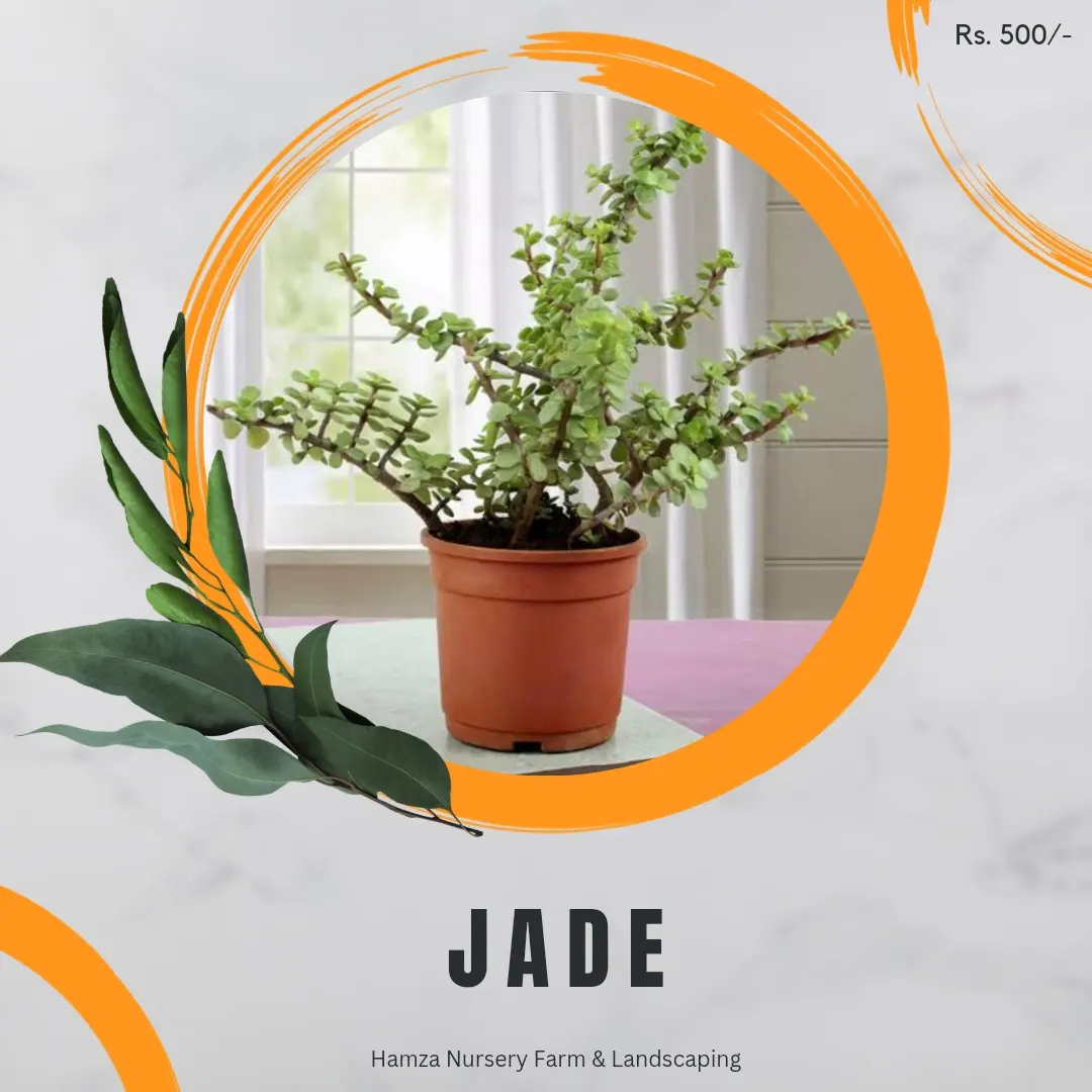 Jade