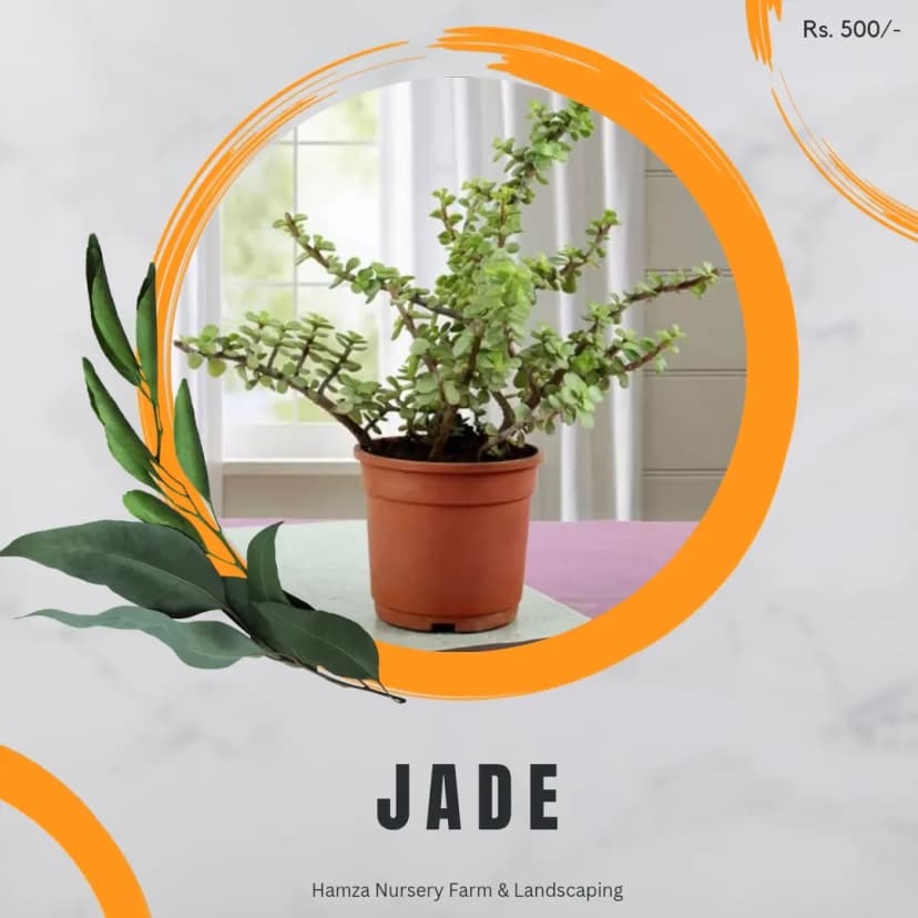 Jade