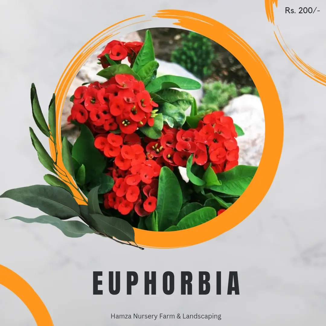 Euphorbia