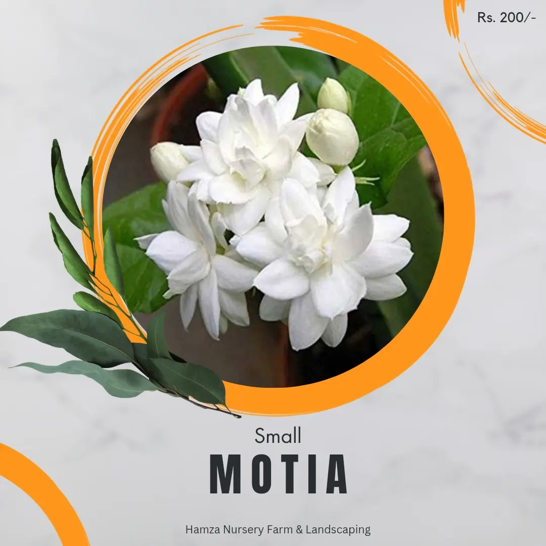 Small Motia