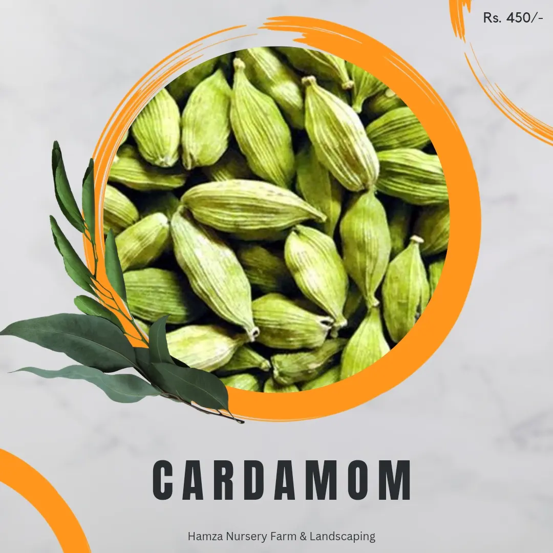 Cardamom