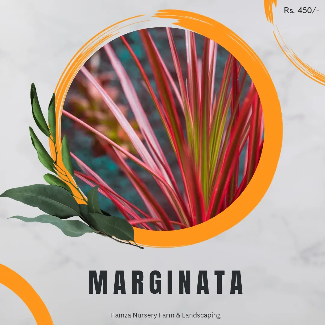 Marginata