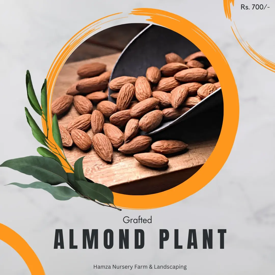Almond