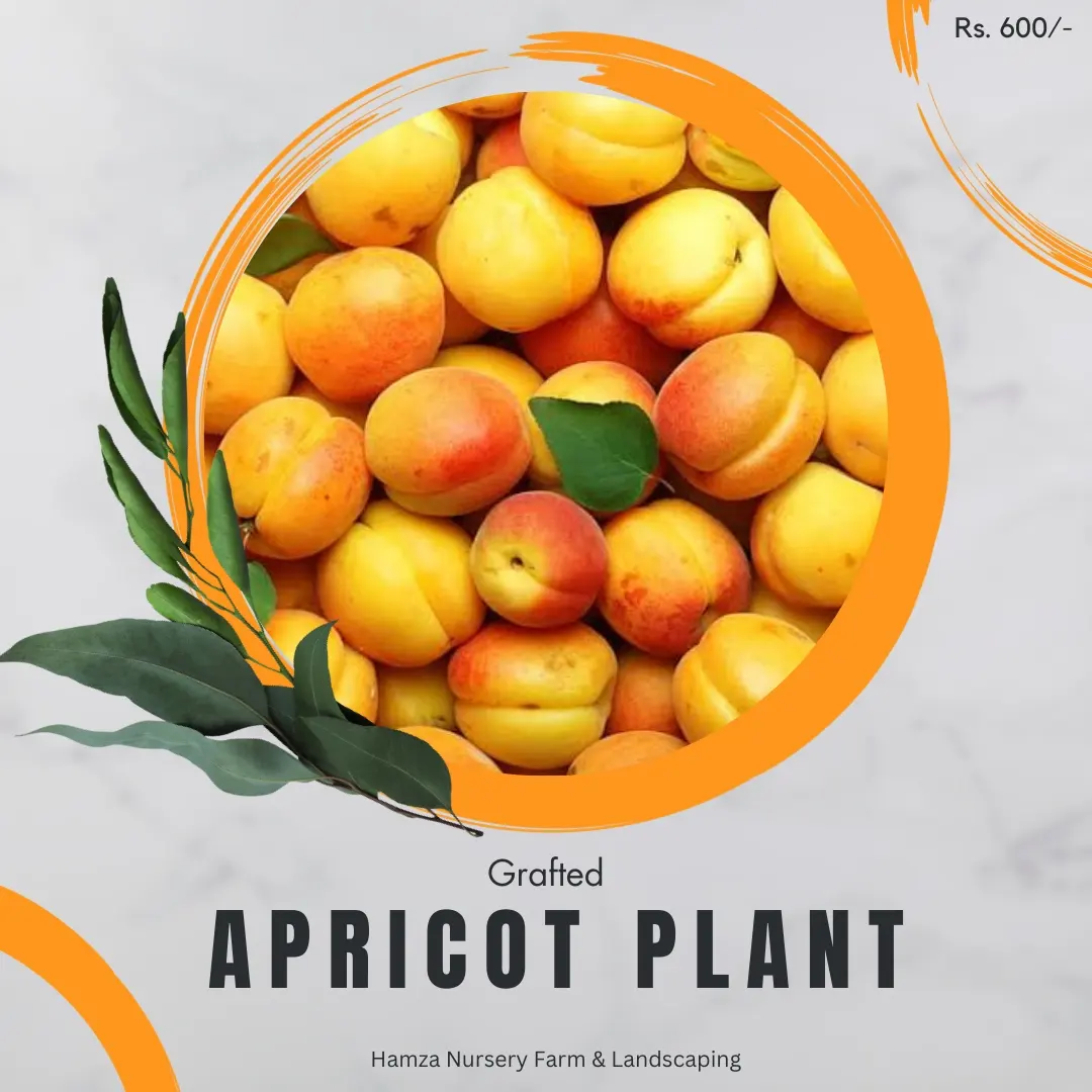 Apricot