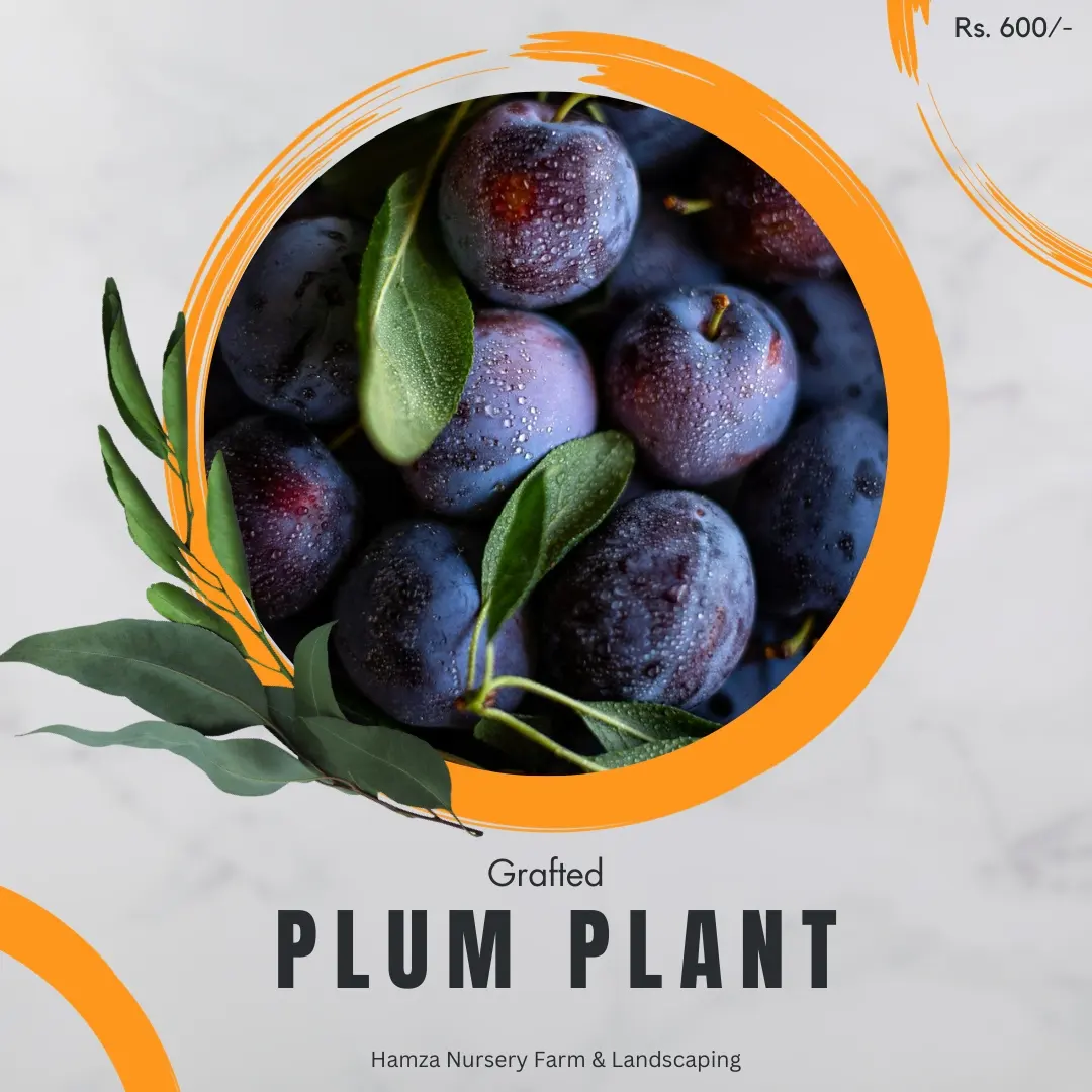 Plum