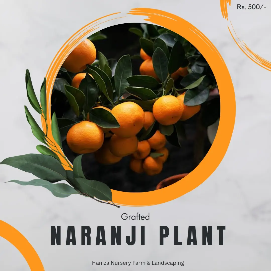 Narangi (Bitter Orange)