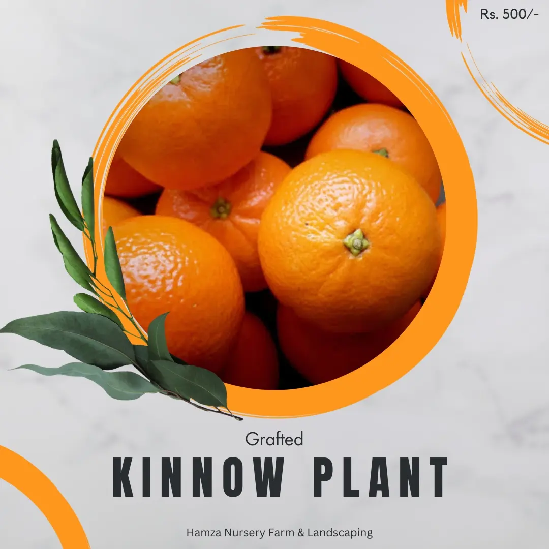 Kinnow