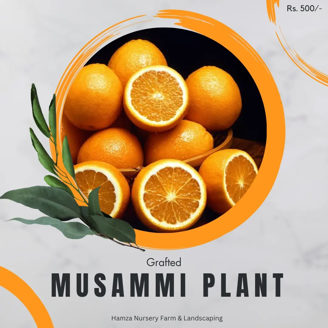 Mosambi