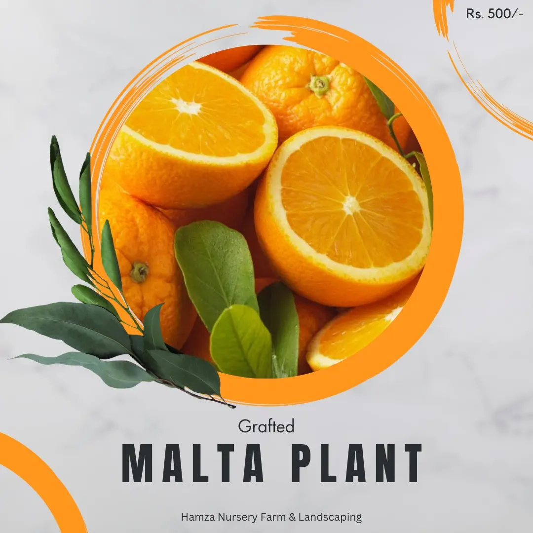 Malta