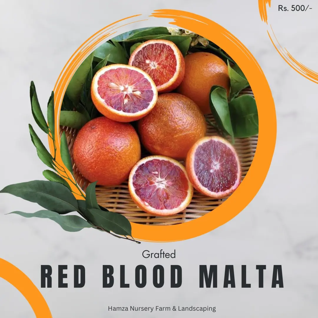 Red Blood Malta