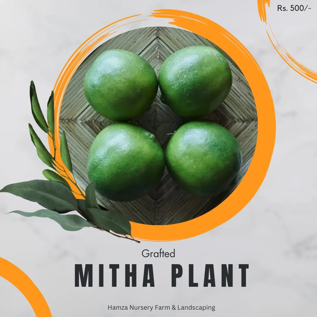 Mitha (Sweet Lime)