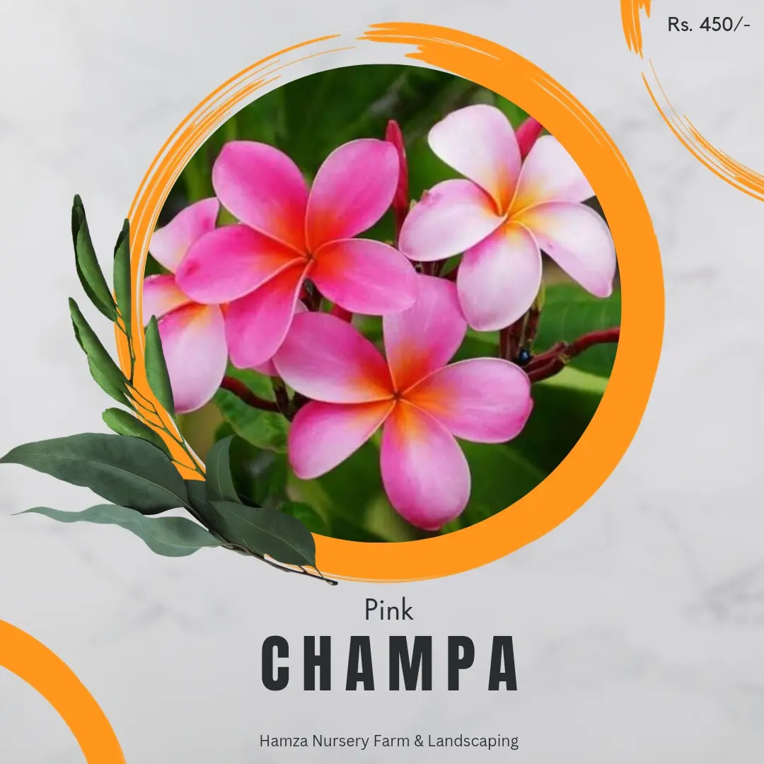 Pink Champa