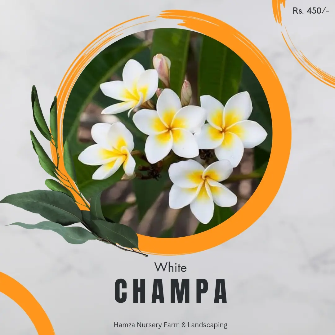White Champa