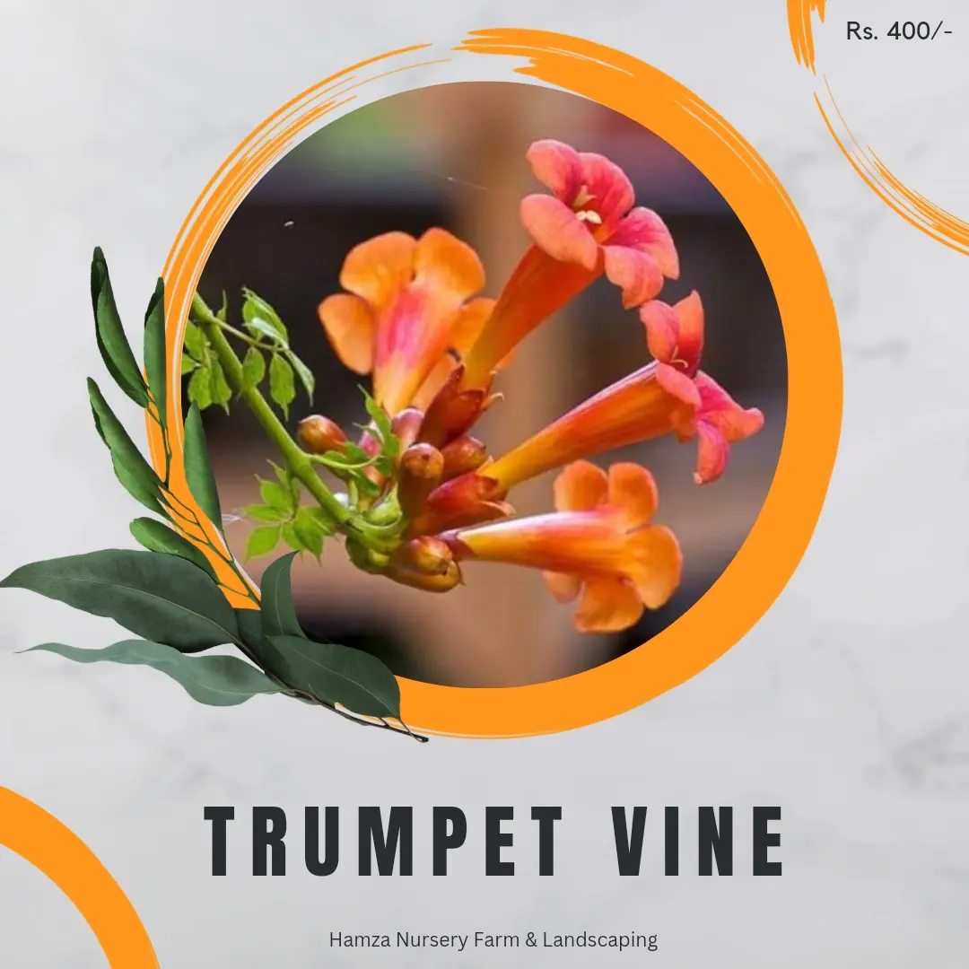 Trumpet Vine