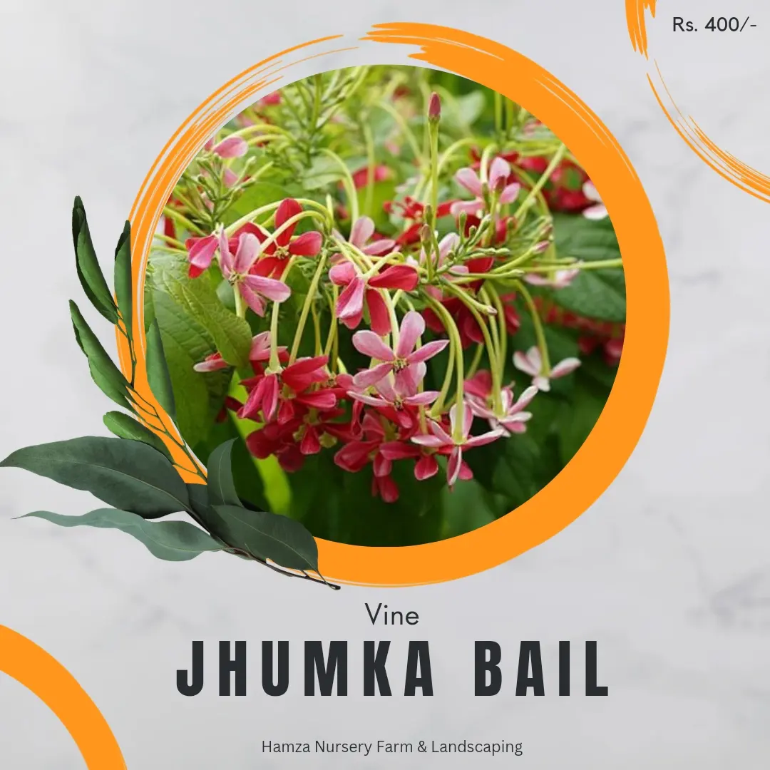 Jhumka Bail