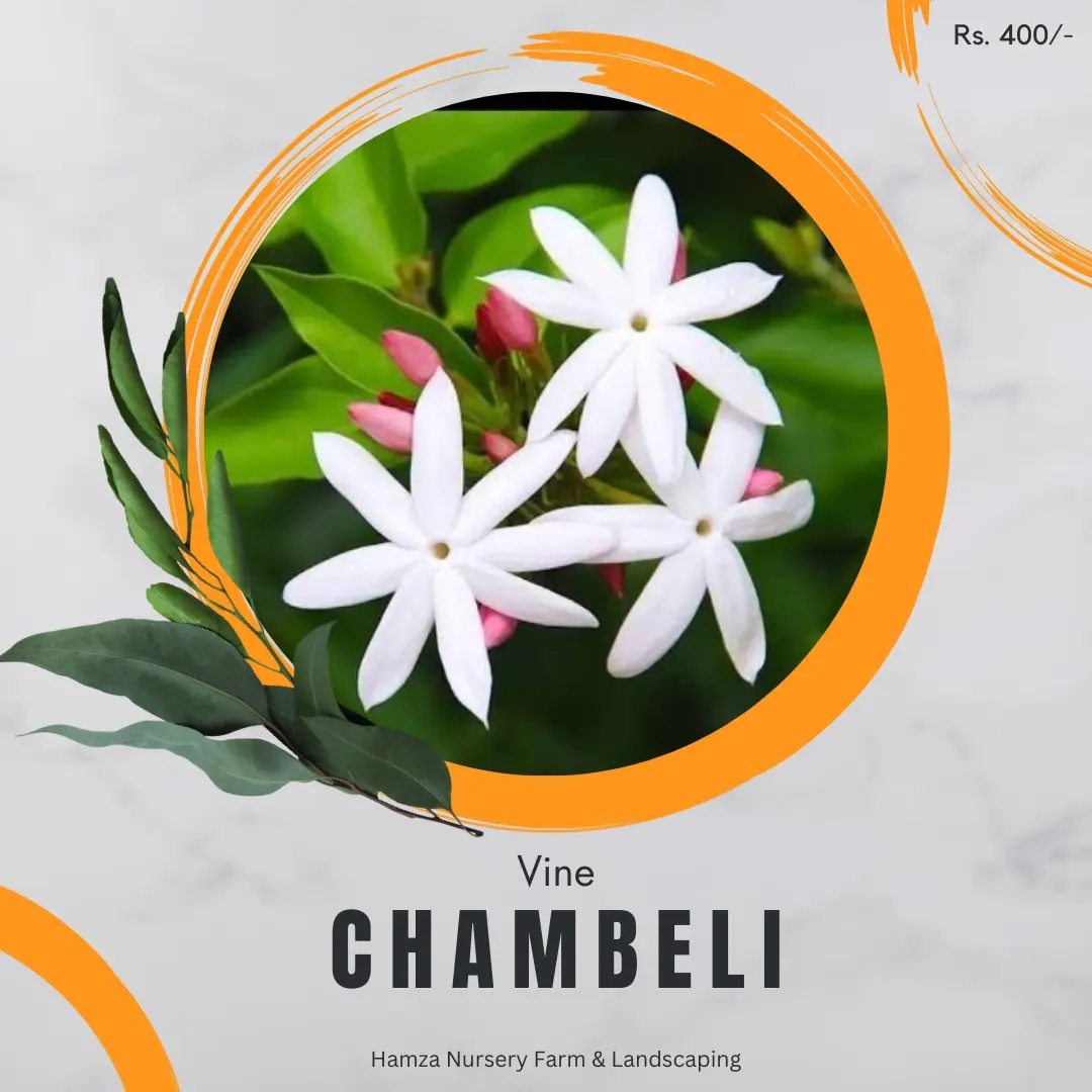 Chambeli