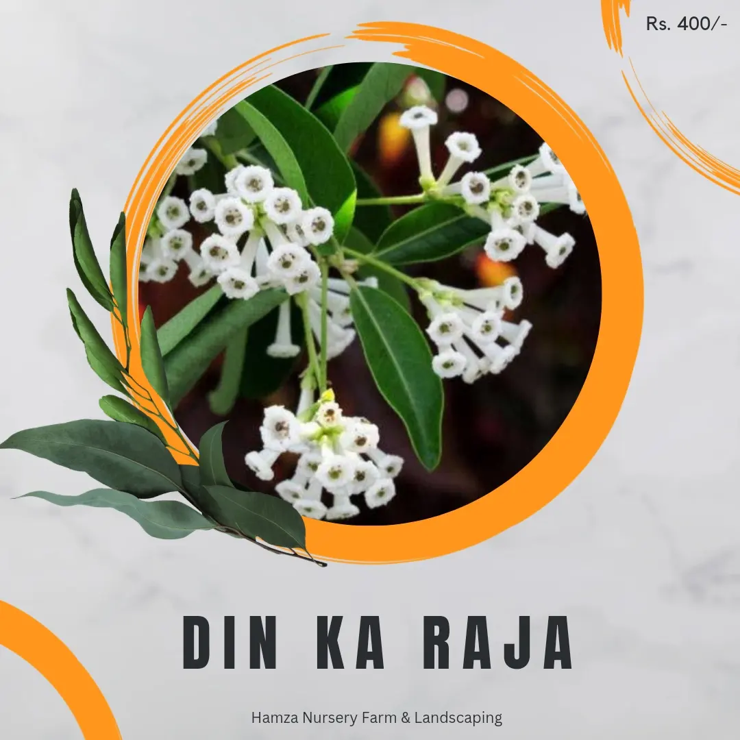 Din Ka Raja