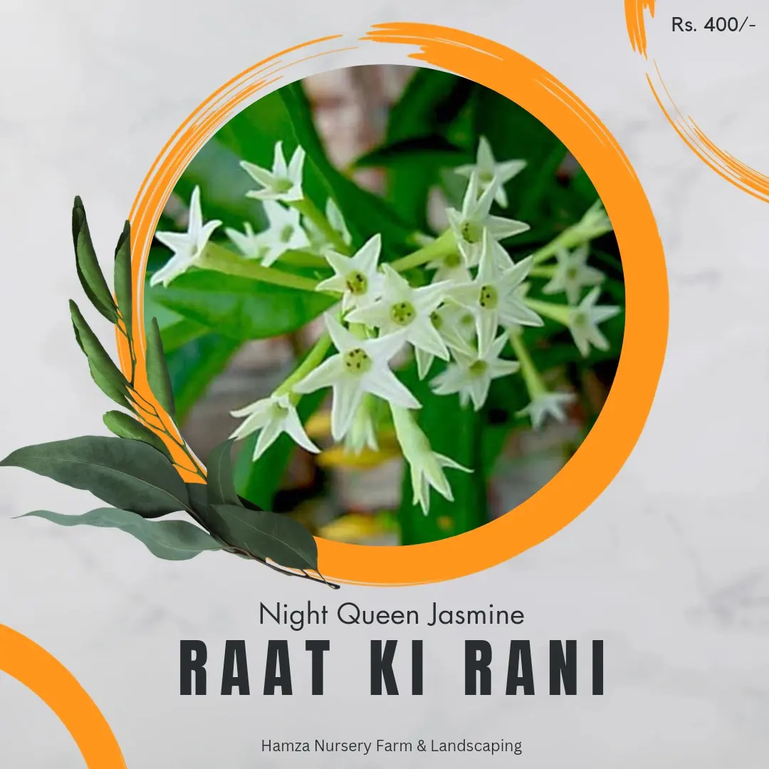 Raat Ki Rani (Night Jasmine)