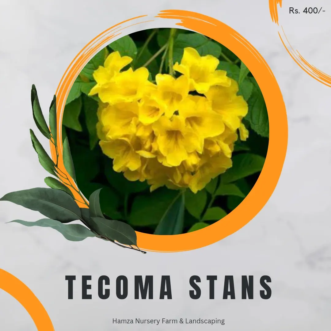 Tecoma Stans