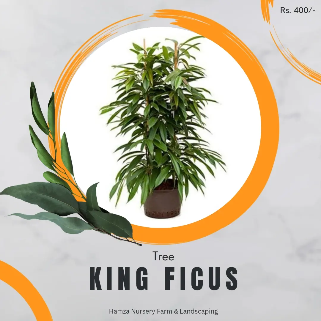 King Ficus