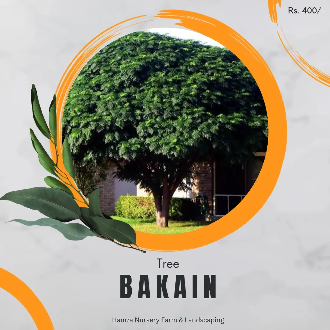 Bakain Tree