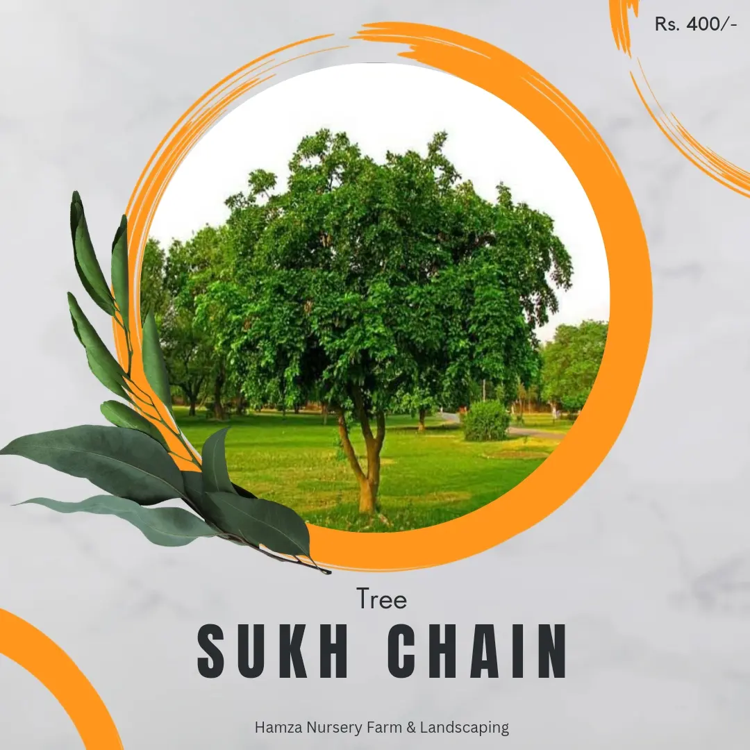 Sukh Chain Tree