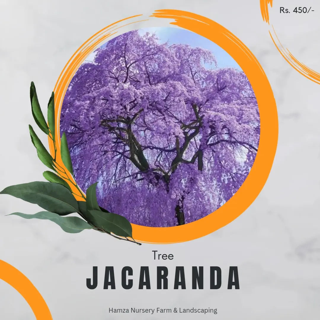 Jacaranda