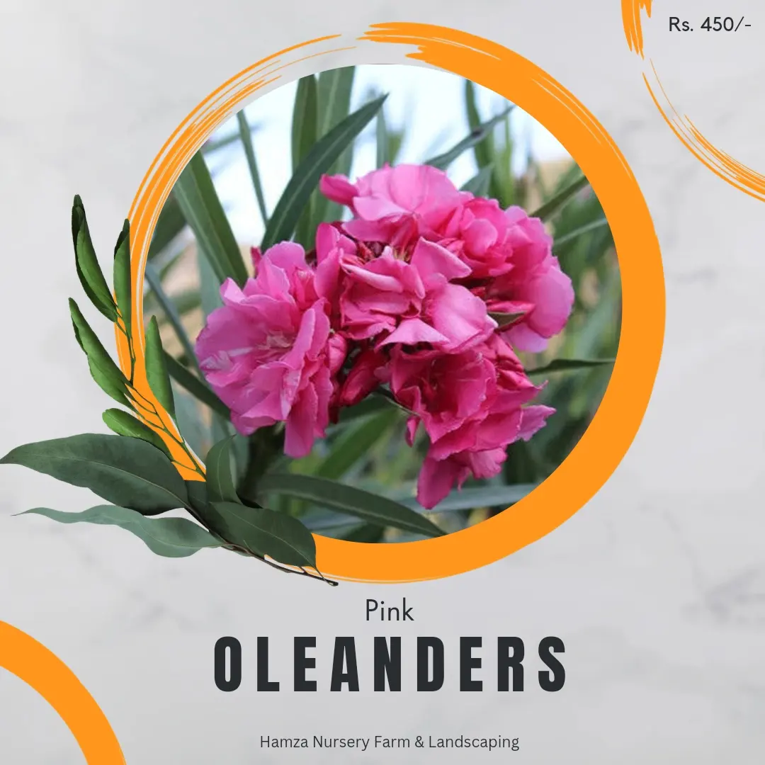 Pink Oleander