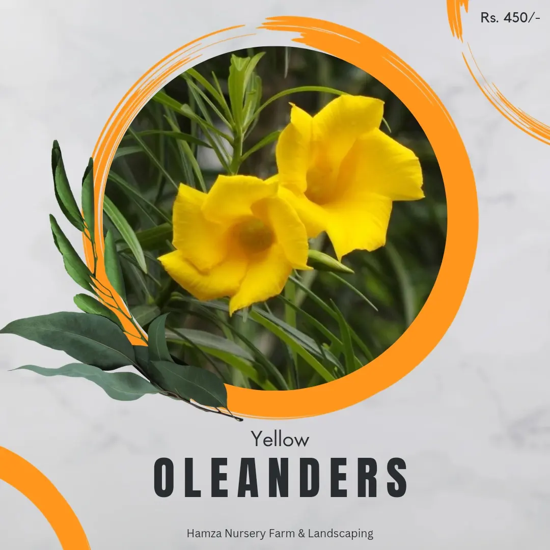 Yellow Oleander