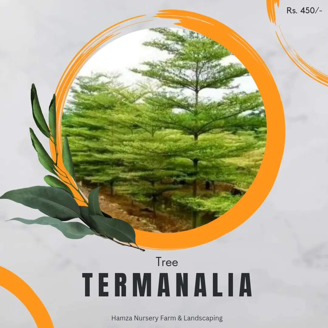 Terminalia Tree