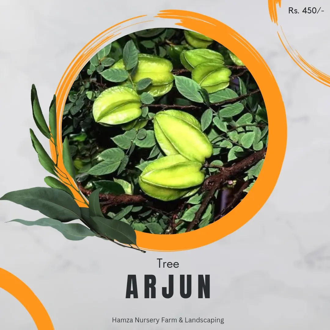 Arjun Tree