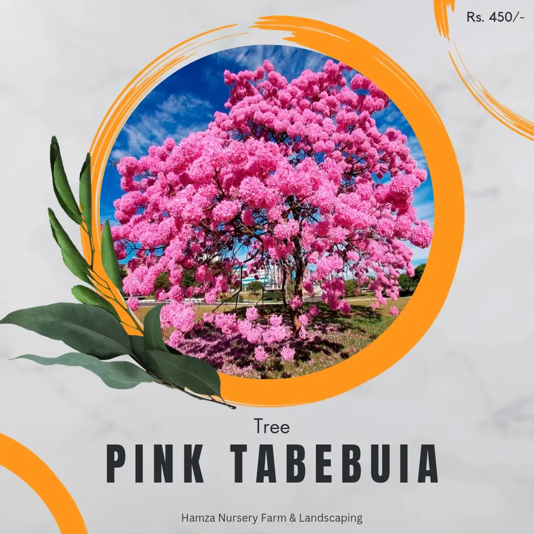 Pink Tabebuia