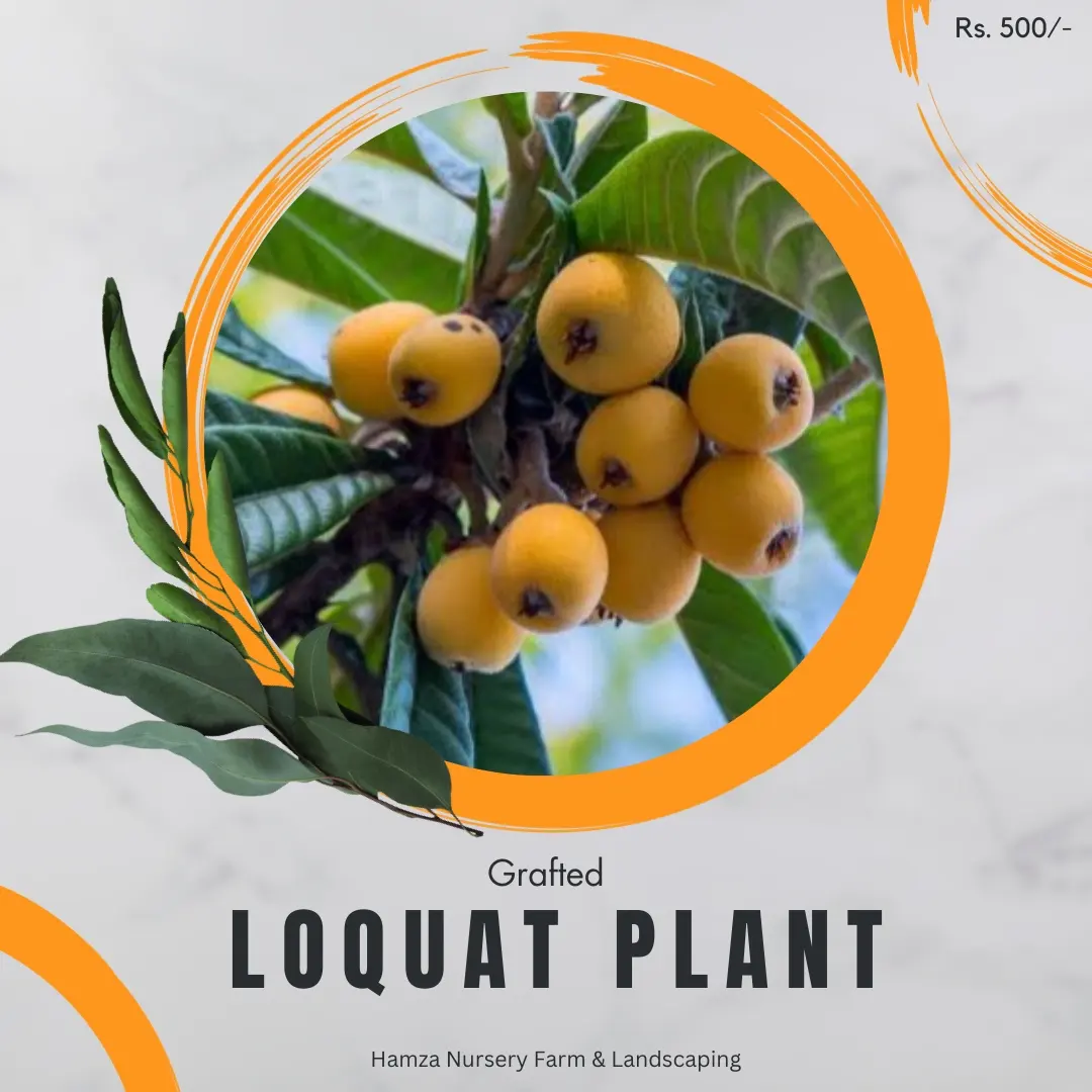 Loquat