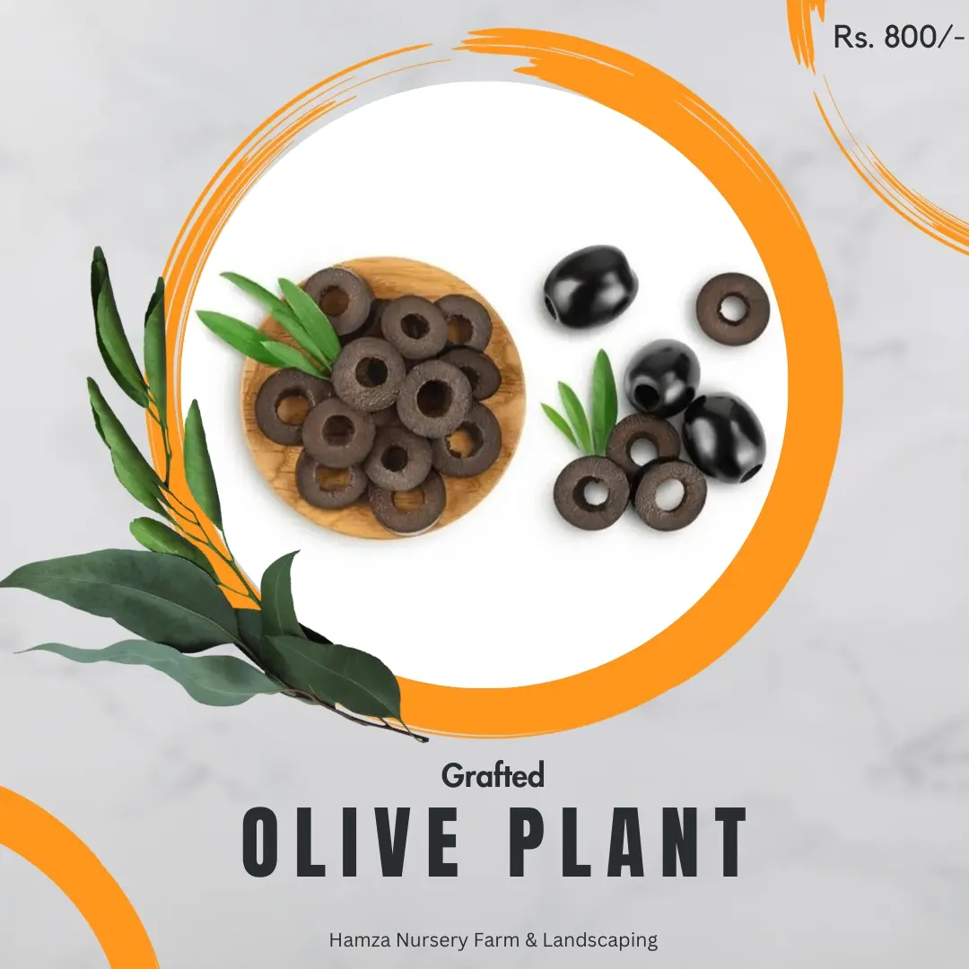Olive