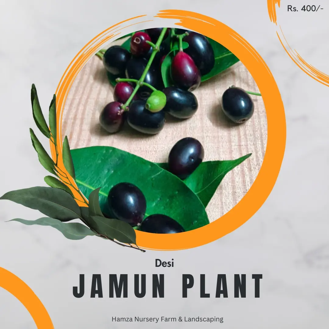 Desi Jamun