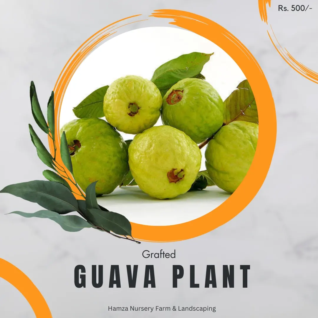 Guava