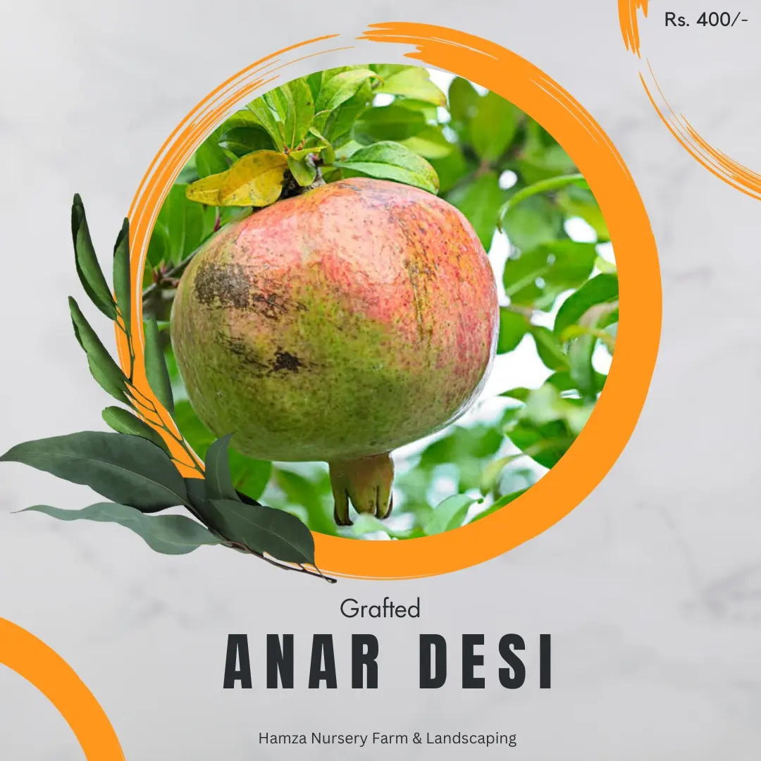 Desi Pomegranate