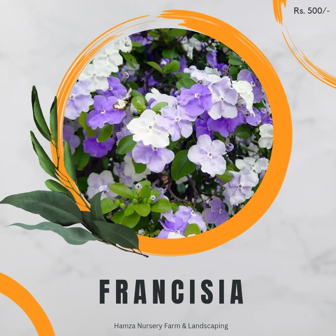 Frangipani