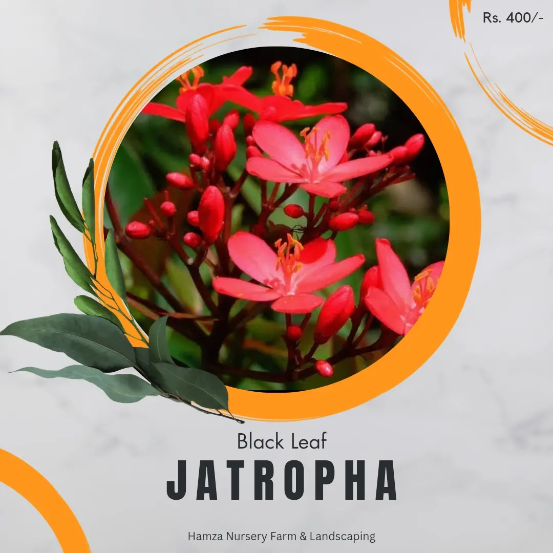 Black Leaf Jatropha