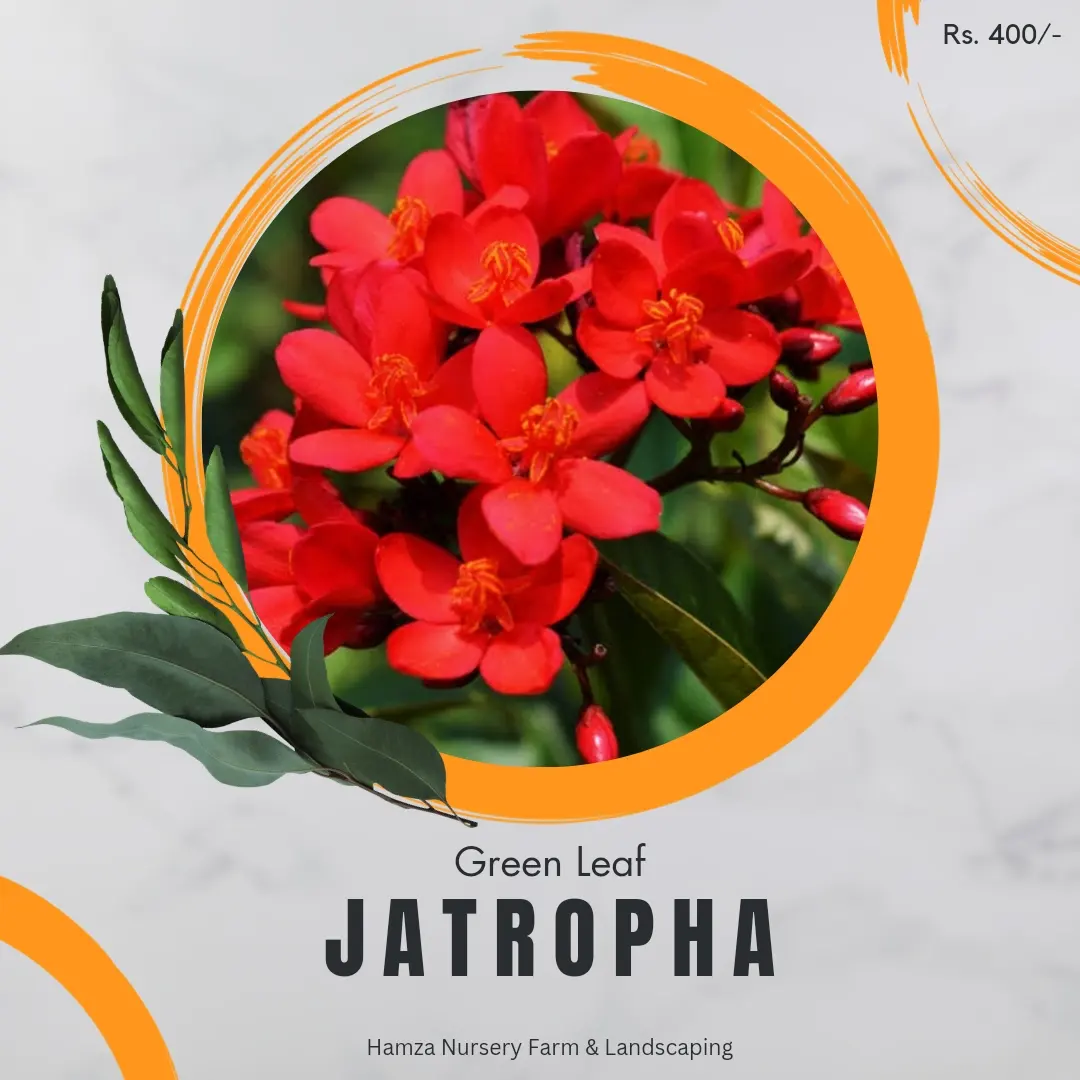 Green Leaf Jatropha