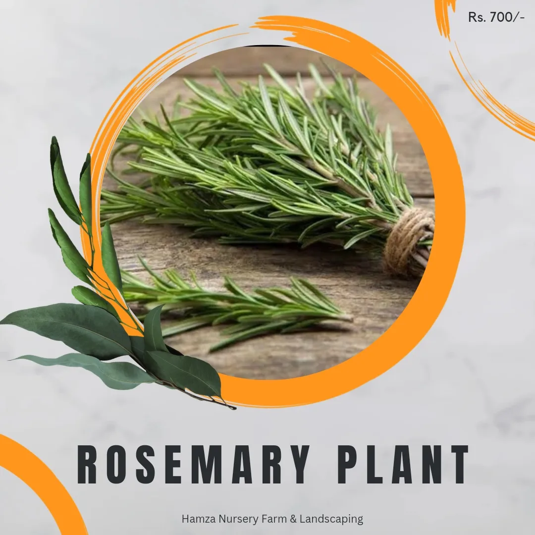 Rosemary