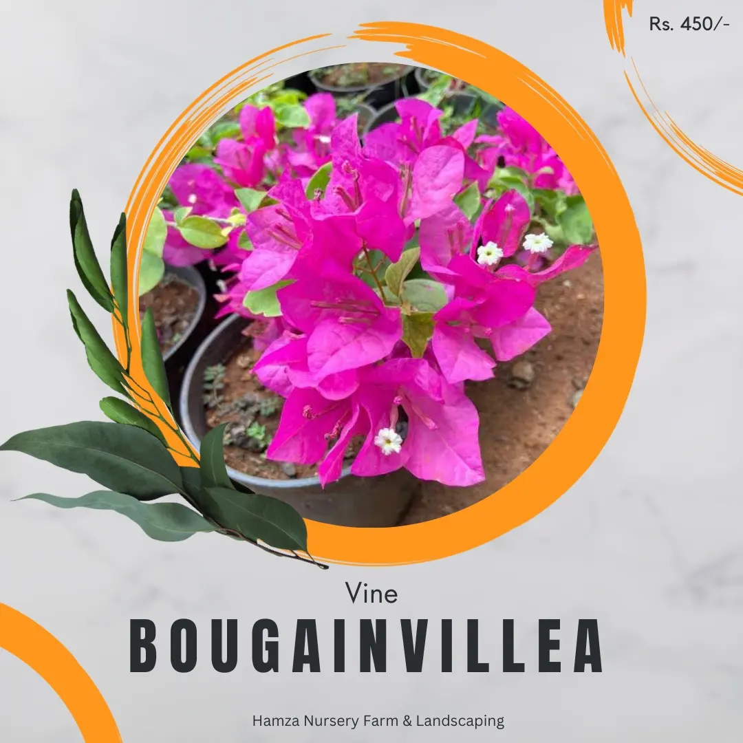 Bougainvillea