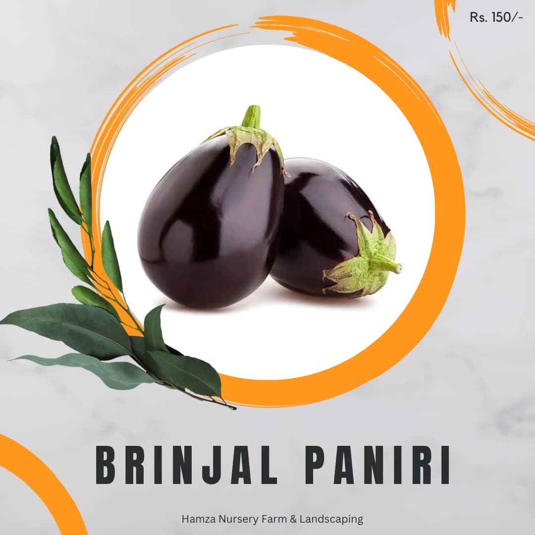 Brinjal Paniri