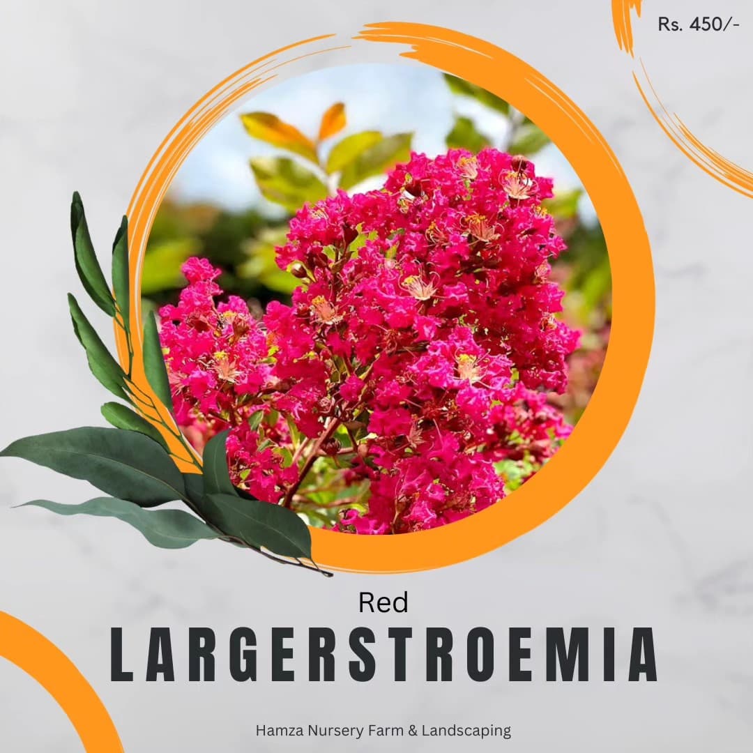 Red Crape Myrtle