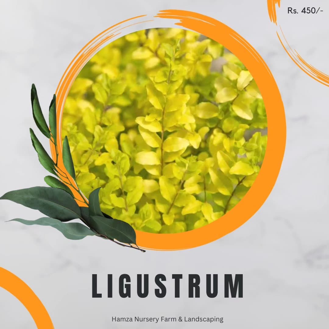 Ligustrum